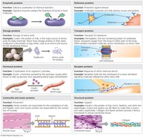 Overview of protein functions