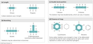 Four ways carbon skeletons can vary