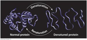 Denaturation and renaturation of a protein
