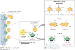 Components of nucleic acids