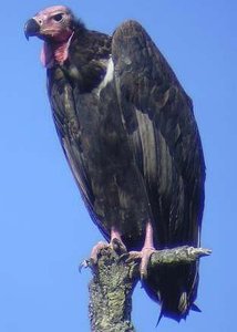 Crow scavenging
