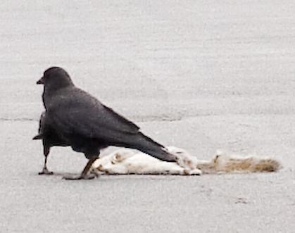 Cartoon of a crow with roadkill