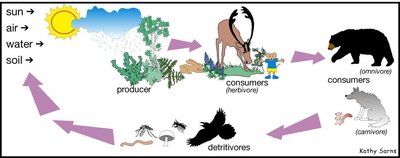 Diagram of a food web