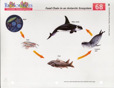 Antarctic food chain