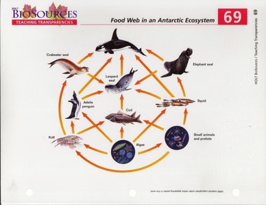 Antarctic food web