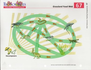 Grassland food web