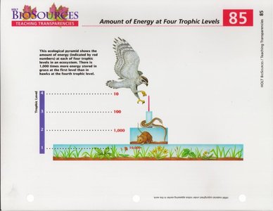 Energy pyramid showing energy loss at each trophic level