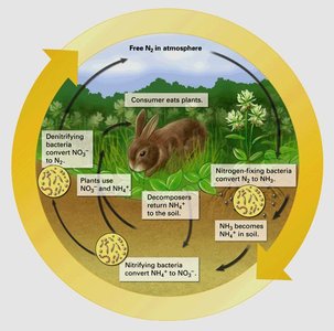 Diagram of the nitrogen cycle