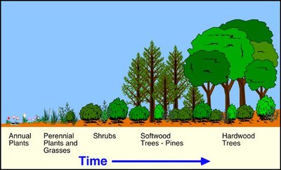Stages of ecological succession from annual plants to hardwood trees