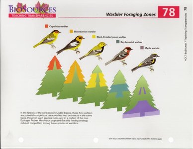 Warbler foraging zones in trees