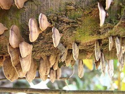 Mushrooms as decomposers