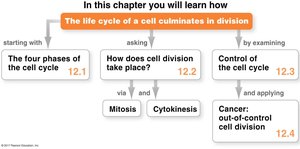 Overview of cell cycle chapter structure