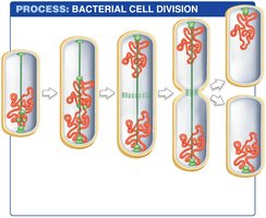 Process of bacterial cell division (binary fission)