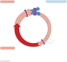 Cell cycle checkpoints diagram
