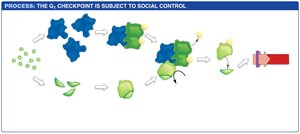 Molecular control of the G1 checkpoint and role of Rb and E2F