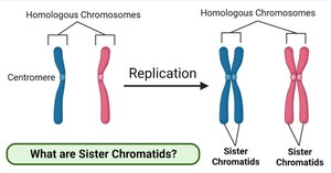 Sister chromatids and homologous chromosomes