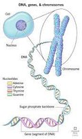 DNA, genes, and chromosomes