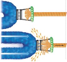 Kinetochore and microtubule attachment