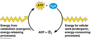 The ATP cycle: coupling of catabolism and cellular work