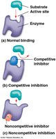 Normal binding, competitive inhibition, and noncompetitive inhibition of enzymes