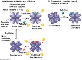 Allosteric regulation and cooperativity in enzymes