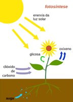 Diagram of photosynthesis showing conversion of light energy to chemical energy