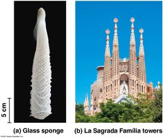 Glass sponge and La Sagrada Familia towers as examples of biological and architectural order