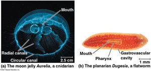 Gastrovascular cavities in cnidarians and flatworms