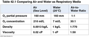 Comparison of air and water as respiratory media