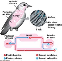 Bird respiratory system and airflow