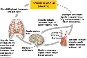 Control of breathing and blood pH