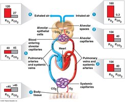 Coordination of circulation and gas exchange