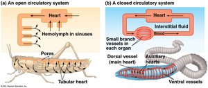 Open and closed circulatory systems