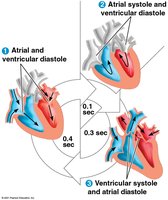 Cardiac cycle phases