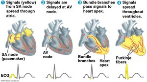 Heart conduction system and ECG