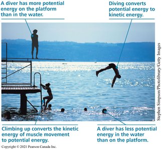 Diver example of kinetic and potential energy