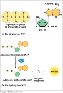 ATP hydrolysis reaction