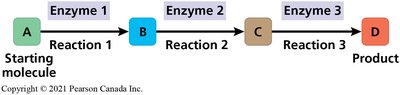 Metabolic pathway diagram