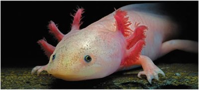 Salamander with external gills