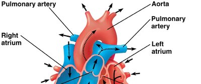 Blood flow through the human heart