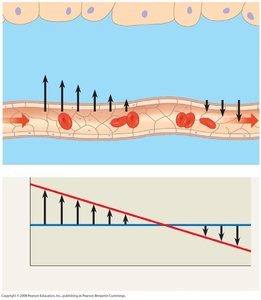 Net fluid movement in capillaries