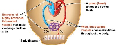 Diagram showing circulation and gas exchange in animal body