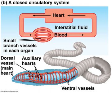 Closed circulatory system in an earthworm