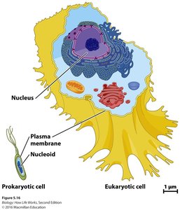 Prokaryotic vs. Eukaryotic cell diagram