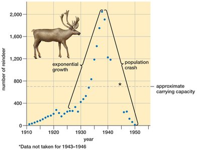 Population crash in reindeer after exceeding carrying capacity