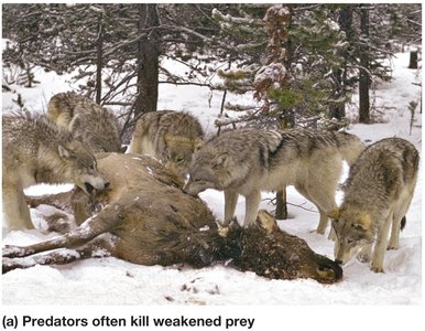 Predators often kill weakened prey