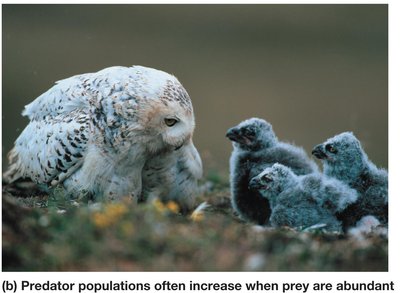 Predator populations increase when prey are abundant