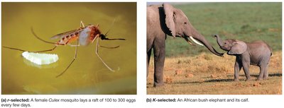 Comparison of r-selected and K-selected species
