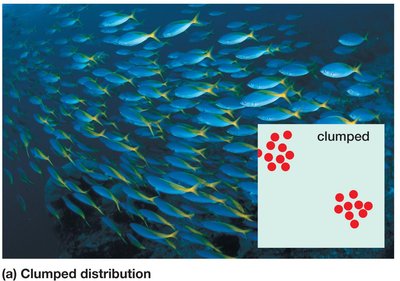 Clumped distribution in fish