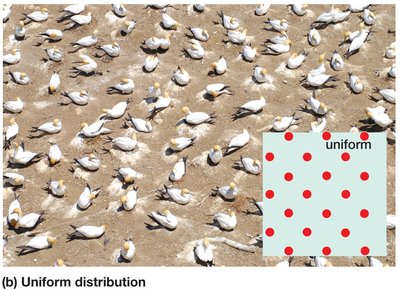 Uniform distribution in birds